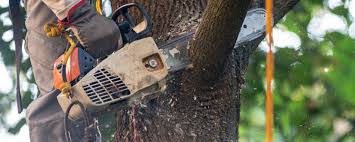 Reliable Cologne, NJ Tree Services Solutions